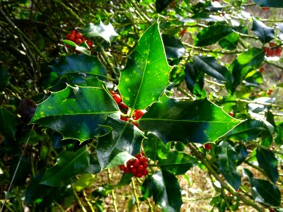 Houx, Ilex aquifolium, Aquifoliacées, Arboretum de Chèvrel… 
