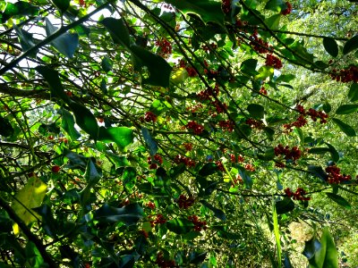 Houx, Ilex aquifolium, Aquifoliacées, Arboretum de Chèvrel… 