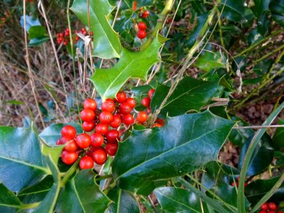 Houx, Ilex aquifolium, Aquifoliacées, Arboretum de Chèvrel… 