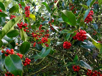 Houx, Ilex aquifolium, Aquifoliacées, Arboretum de Chèvrel… 