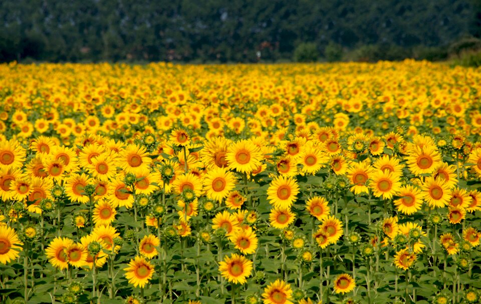 Yellow flower nature