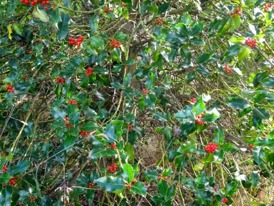 Houx, Ilex aquifolium, Aquifoliacées, Arboretum de Chèvrel… 