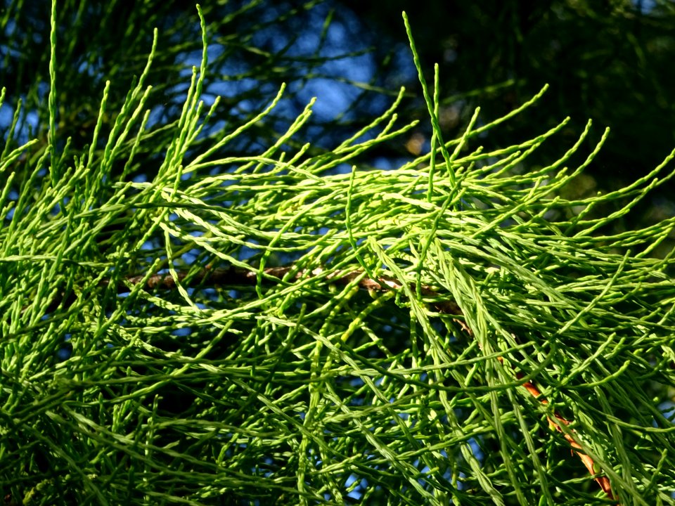Cyprès chauve des marécages, Taxodium distichum, Taxodiacé… 