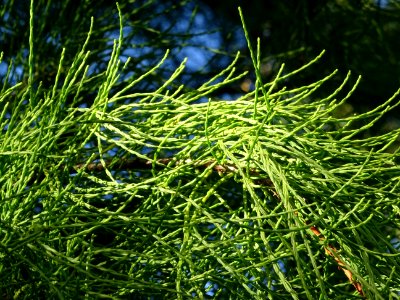 Cyprès chauve des marécages, Taxodium distichum, Taxodiacé… 