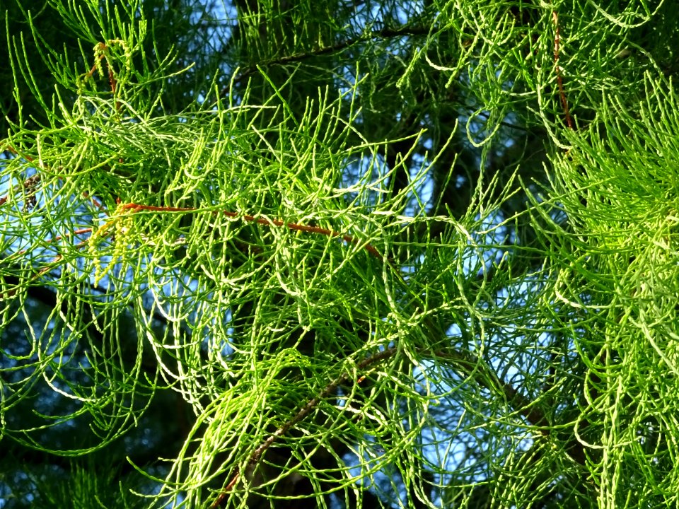 Cyprès chauve des marécages, Taxodium distichum, Taxodiacé… 