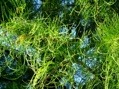 Cyprès chauve des marécages, Taxodium distichum, Taxodiacé… 