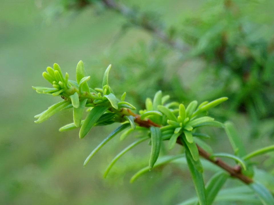 Tsuga de Siebold, Tsuga sieboldii, Pinacées, Arboretum de … 