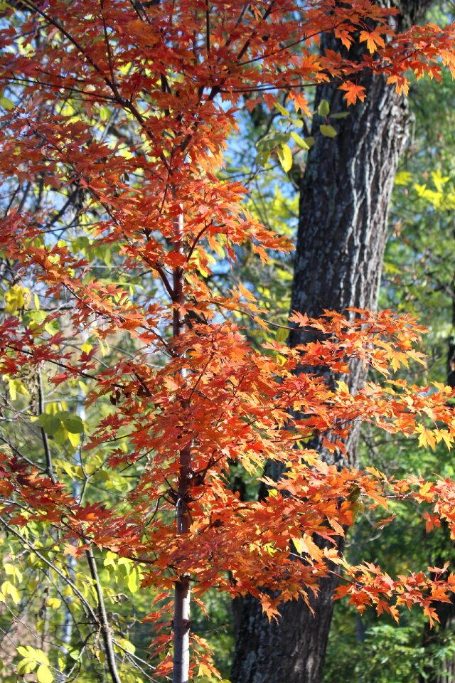 Nature golden autumn autumn
