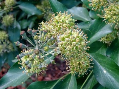 Lierre grimpant, Hedera helix, Araliacées, Arboretum de Ch… 
