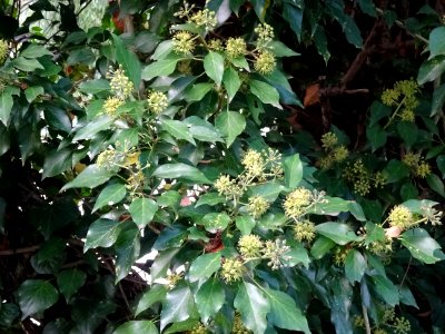Lierre grimpant, Hedera helix, Araliacées, Arboretum de Ch… 