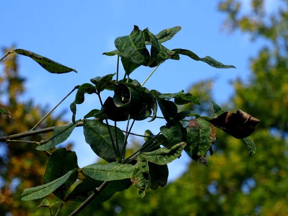 Cytise hybride, Hybride entre Laburnum anagyroïdes et Cham… 