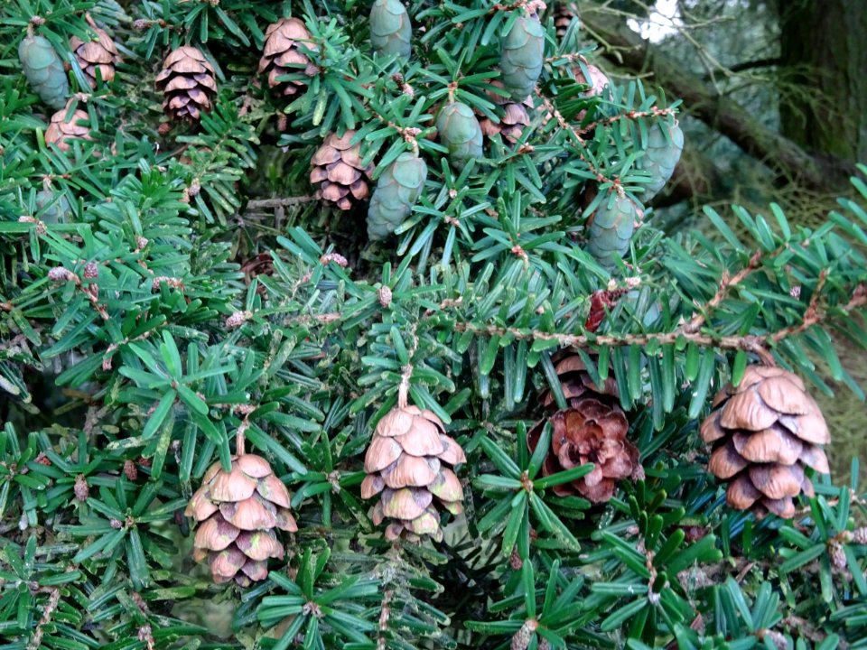 Tsuga de Siebold, Tsuga sieboldii, Pinacées, Arboretum de … 