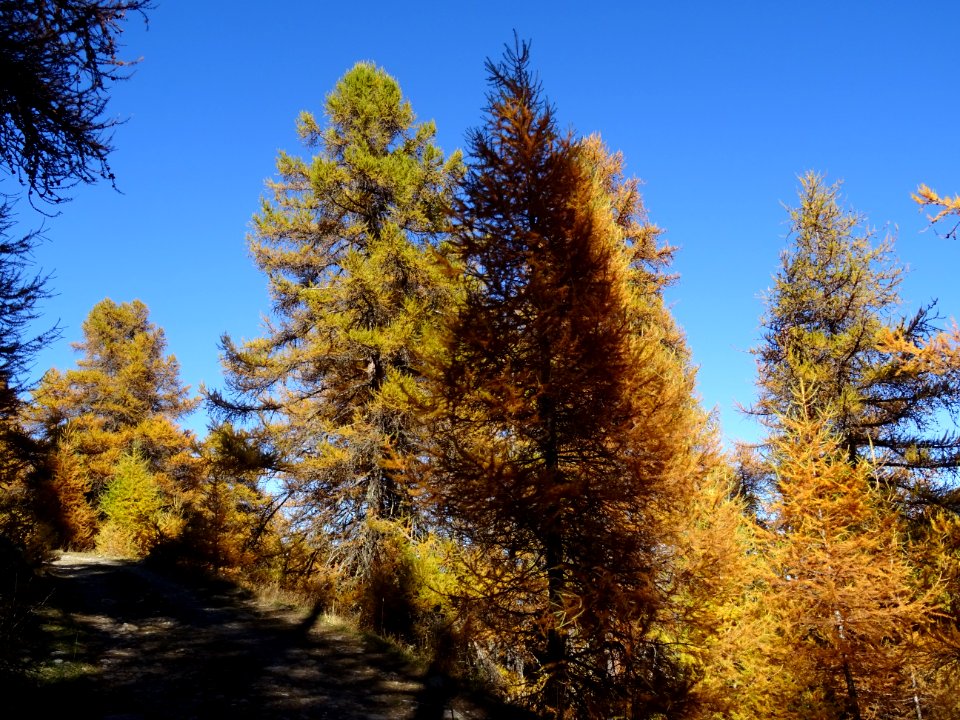 Mélèzes orangés dans le ciel bleu des Hautes-Alpes 