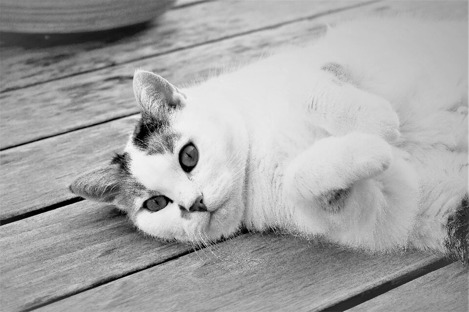 Domestic cat pet cat's eyes