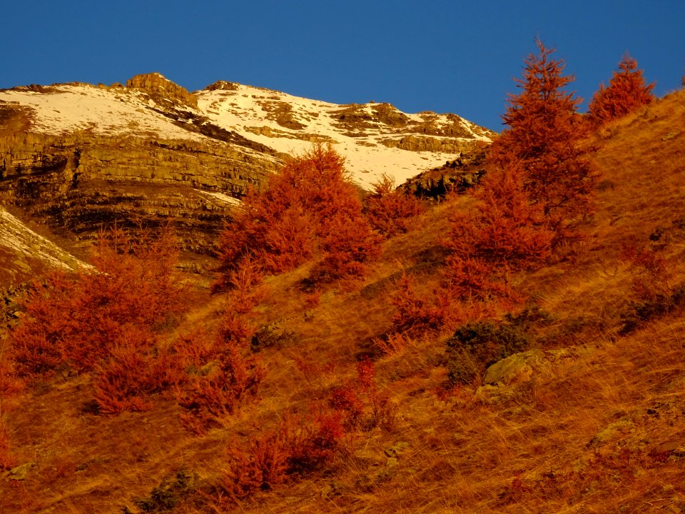 Les mélèzes semblent en feu ... dans les premières lueurs … 