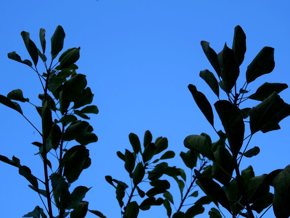 Fustet ou arbre à perruques, Cotinus coggygria, Anacardiac… 