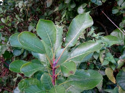 Fustet ou arbre à perruques, Cotinus coggygria, Anacardiac… 