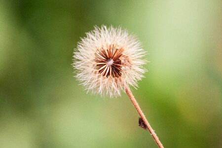Thistle nature spider