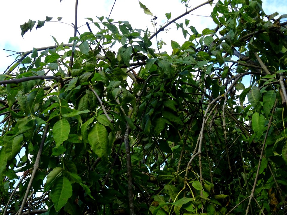Frêne commun pleureur, Fraxinus excelsior Pendula, Oléacée… 