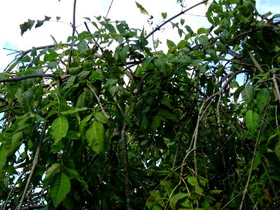 Frêne commun pleureur, Fraxinus excelsior Pendula, Oléacée… 