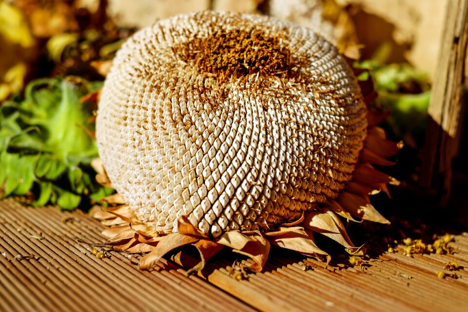 Seeds structure autumn