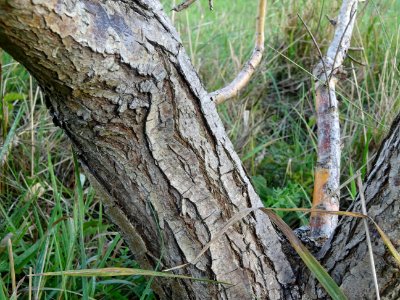Ecorce du Saule pourpre ou Osier pourpre, Salix purpurea, … 