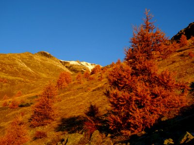 Les mélèzes semblent en feu ... dans les premières lueurs … 
