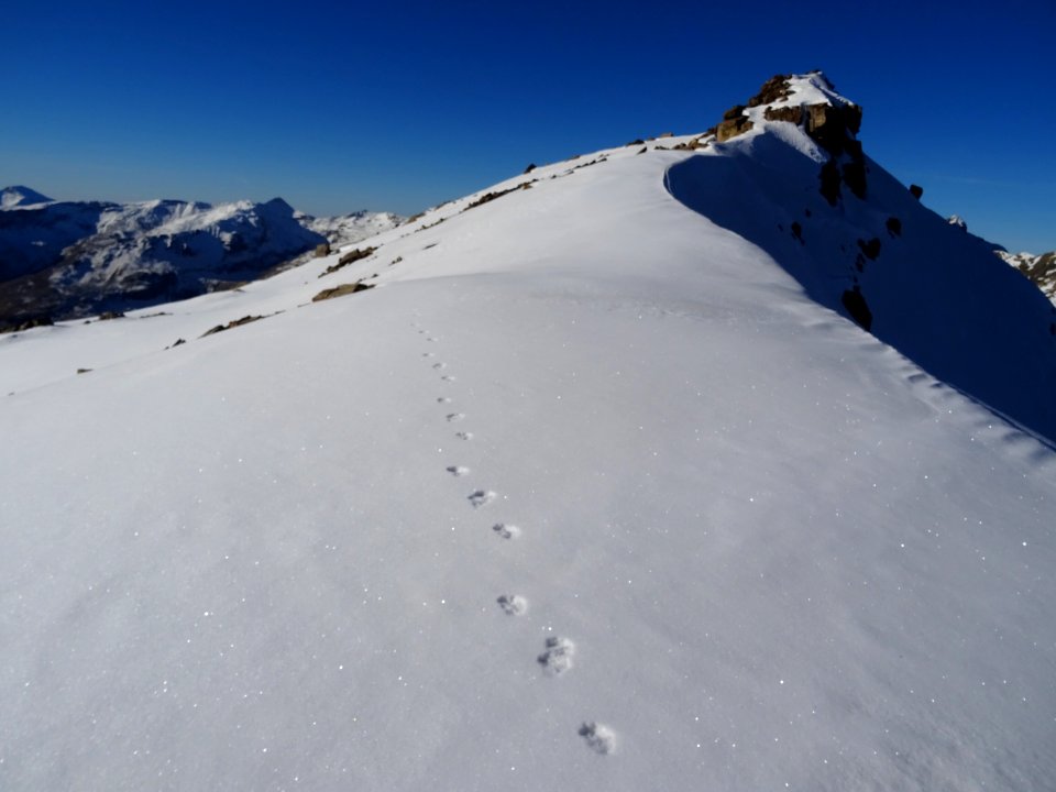 Traces d'un animal passé avant moi, sur la crête en allant… 