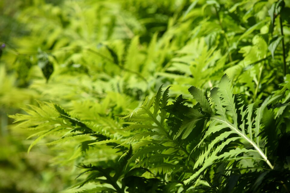Green forest background