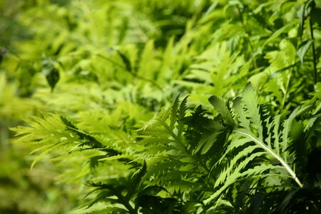 Green forest background