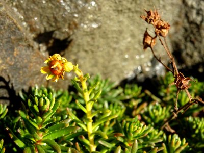 Saxifrage des ruisseaux, Saxifraga aizoides, Saxifragacées… 