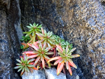 Saxifrage des ruisseaux, Saxifraga aizoides, Saxifragacées… 