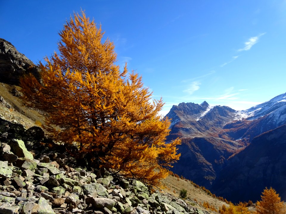 Mélèzes et Aiguillas 