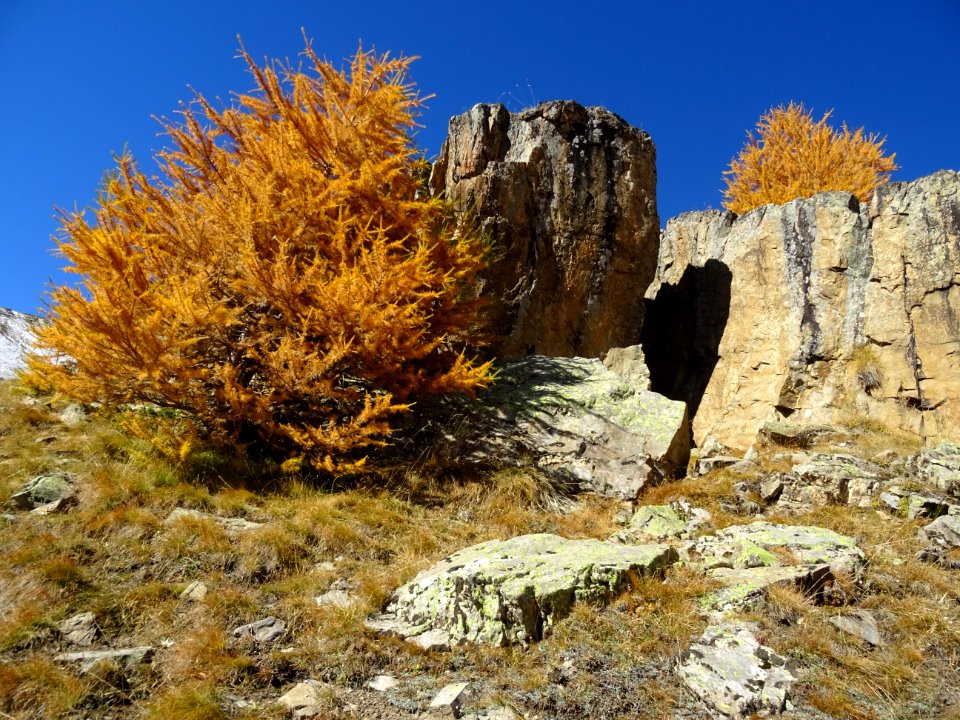 Mélèzes et rochers 