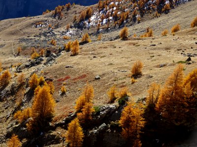 Ombre et lumière dans le mélézin 