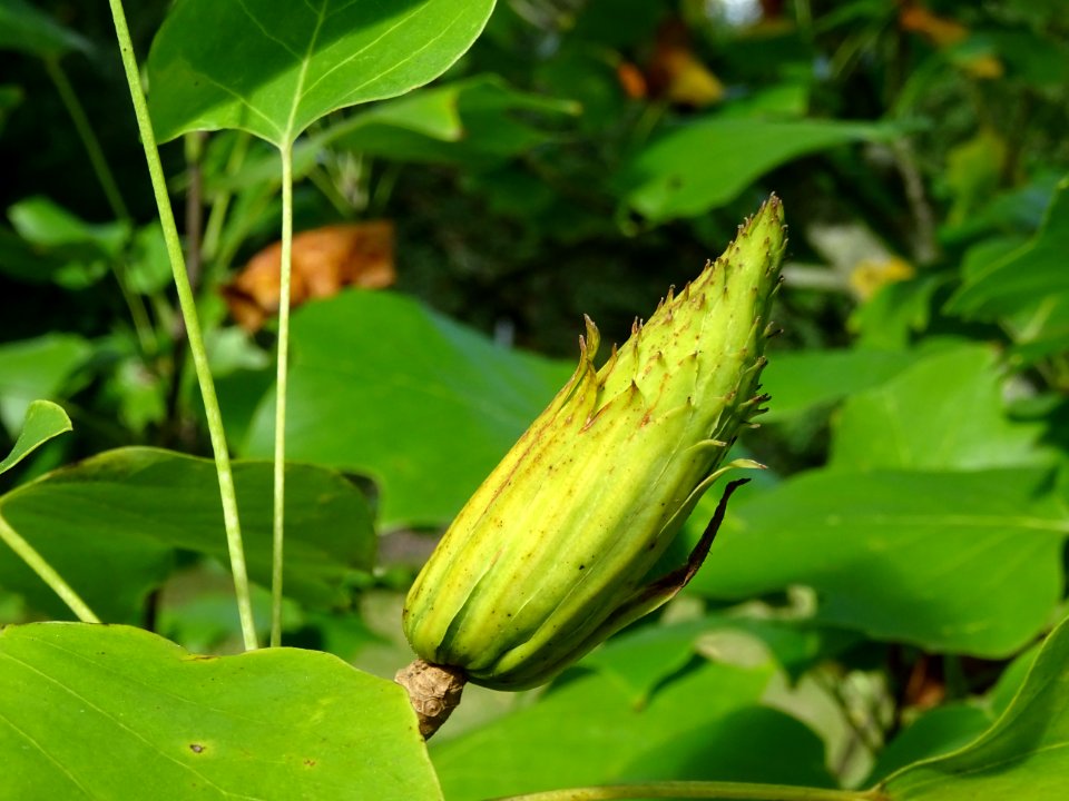 Tulipier de Virginie fastigié, Liriodendron tulipifera 'Fa… 