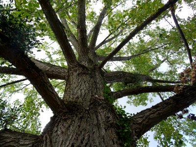 Tronc et branches du Peuplier hybride euraméricain, Populu… 