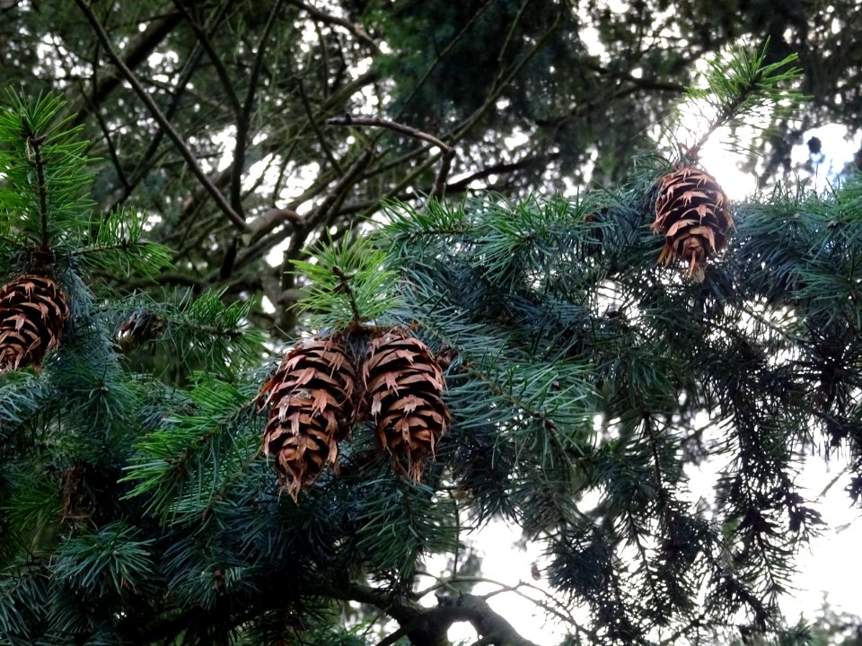Cônes du Tsuga ou Pruche, Tsuga sp, Pinacées, Arboretum de… 