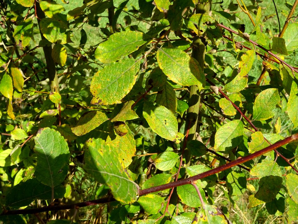 Helwingia du Japon, Helwingia japonica, Helwingiacées, Arb… 
