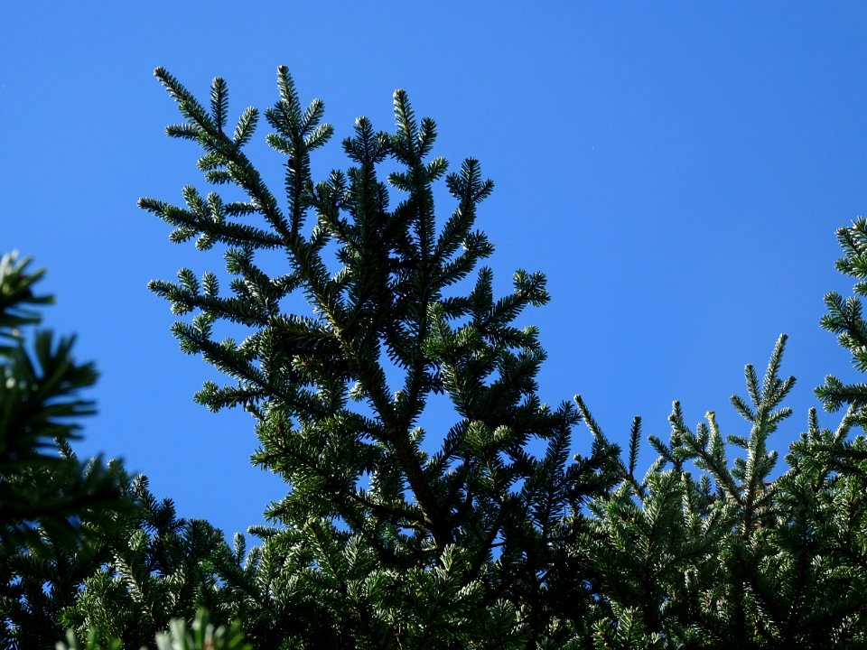 Sapin de Delavay, Abies delavayi, Pinacées, Arboretum de C… 