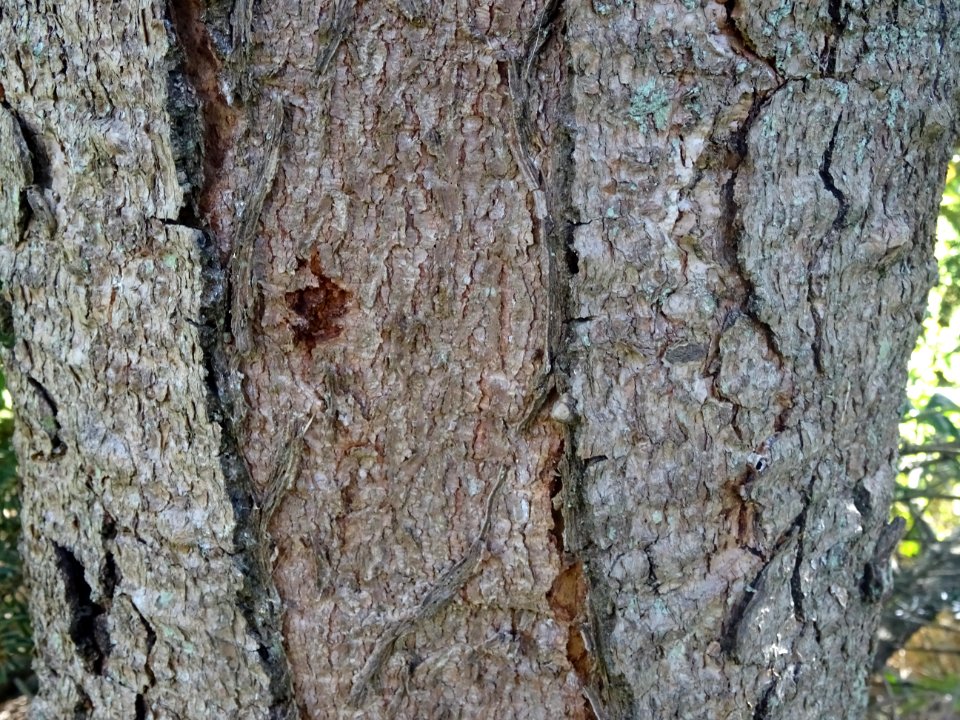 Ecorce du Sapin de Delavay, Abies delavayi, Pinacées, Arbo… 