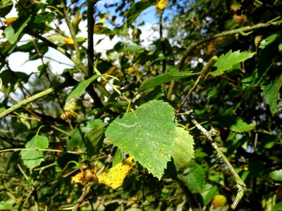 Bouleau alnoides, Betula alnoides, Betulacées, Arboretum d… 