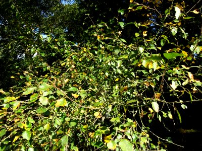 Bouleau alnoides, Betula alnoides, Betulacées, Arboretum d… 