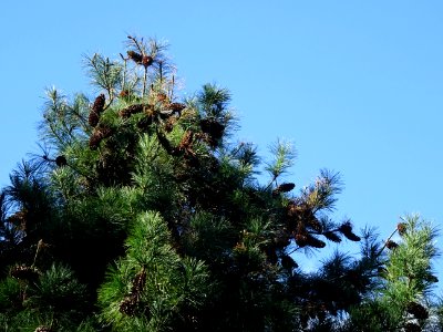 Pin d'Armand, Pinus armandii, Pinacées, Arboretum de Chèvr… 