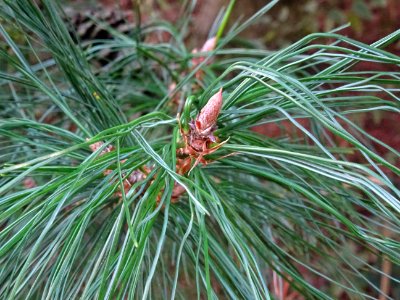 Pin d'Armand, Pinus armandii, Pinacées, Arboretum de Chèvr… 