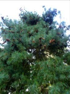 Pin d'Armand, Pinus armandii, Pinacées, Arboretum de Chèvr… 