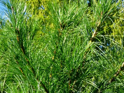 Pin d'Armand, Pinus armandii, Pinacées, Arboretum de Chèvr… 