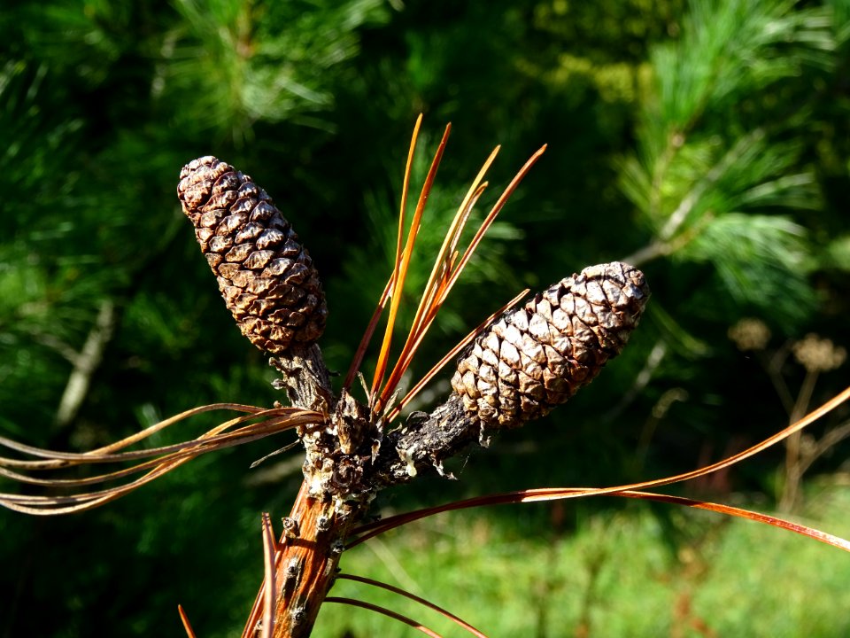 Cônes du Pin d'Armand, Pinus armandii, Pinacées, Arboretum… 