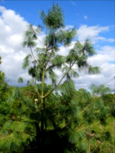 Pin d'Armand, Pinus armandii, Pinacées, Arboretum de Chèvr… 