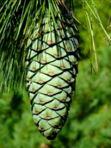 Cône du Pin d'Armand, Pinus armandii, Pinacées, Arboretum … 